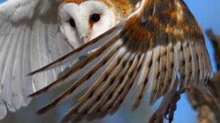 Barn Owl in flight