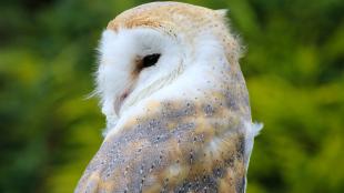 Barn Owl