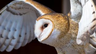 Barn Owl in flight