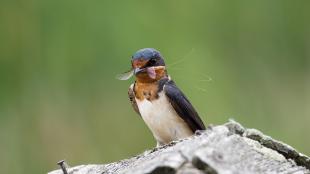 A Barn Swallow holding a captured mayfly in its beak and looking toward the viewer