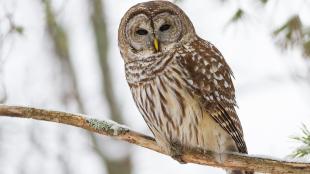 A Barred Owl facing the viewer while perched on a branch