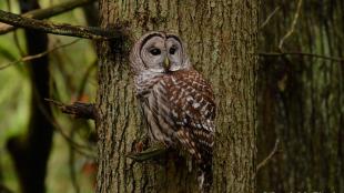 Barred Owl