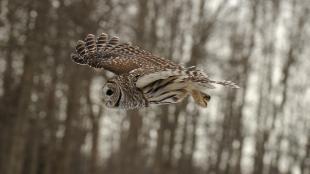 Barred Owl in flight