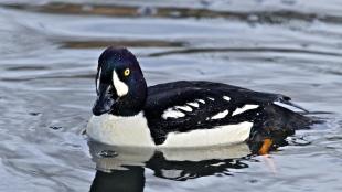 Barrow's Goldeneye