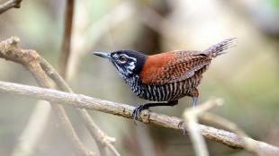 A Bay Wren perched on a branch, displaying its striped black and white breast, red wings and red eye.