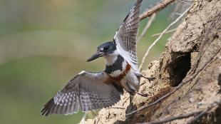 A Belted Kingfisher flying out from the opening of its burrow nest.