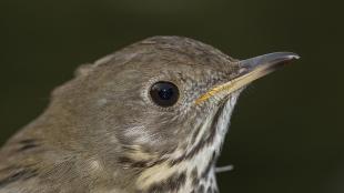 Bicknell's Thrush