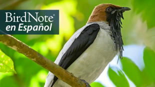 A male Bearded Bellbird perched on a branch, sunlight filtering through leaves behind it. The bellbird is seen in right profile, and the black edge of its wings contrast sharply against its white body. The head is a light cocoa brown, with black on the front of the face and the black wattles cascading from beneath its black beak.