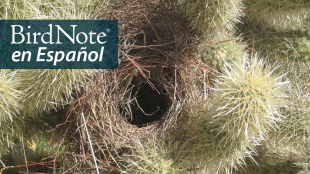 A Cactus Wren nest constructed amidst the spiny branches of a Jumping Cholla cactus. "BirdNote en Español" appears in the top left corner.