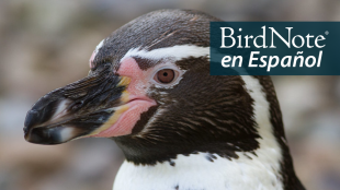 A close up view of a Humboldt Penguin in profile, showing its large black beak, dark head with white stripe, and pink cheeks. "BirdNote en Español" appears in the top right corner.