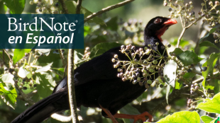 A Highland Guan hiding in leaves and branches. "BirdNote en Español" appears in the top left corner.