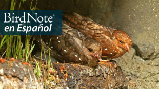 Oilbirds perched on rocks in cave. "BirdNote en Español" appears in the top left corner.