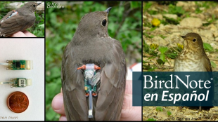 Swainson's Thrush Geolocator