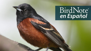 An Orchard Oriole is perched on a branch. "BirdNote en Español" appears in the top right corner.