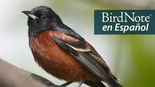 Un pájaro negro y marrón. El texto dice “BirdNote en Español”