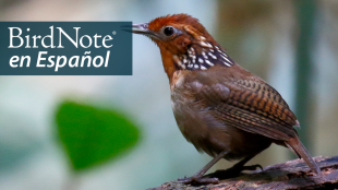 A Musician Wren is perched on a branch. "BirdNote en Español" appears in the top left corner.