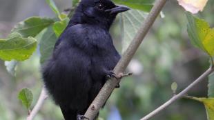 Black Cuckoo