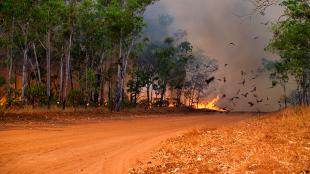 Black Kites at fire in savanna in Australia