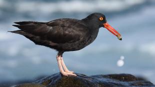 Black Oystercatcher