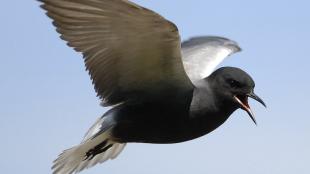 A Black Tern in flight against a clear blue sky