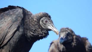 A pair of sitting Black Vultures seen against a clear blue sky