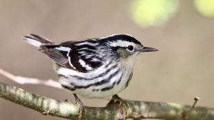 Black-and-white Warbler