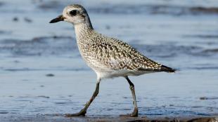 Juvenile Black-bellied Plover