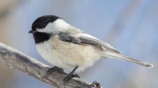 A Black-capped Chickadee displays its black "cap" coloration with grey wings and back, and pale breast and belly. 