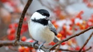 Black-capped Chickadee holding a sunflower seed in its beak while sitting on fruiting branch