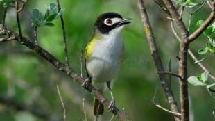 Black-capped Vireo