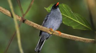 Black-faced Solitaire