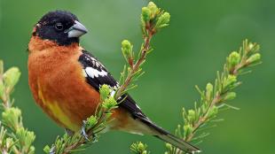 Black-headed Grosbeak