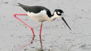 Black-necked Stilt foraging