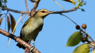 Black-whiskered Vireo also known as "Julián Chiví" facing the viewer and looking to its left