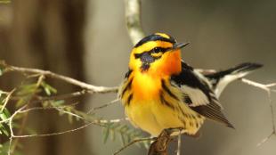 A Blackburnian Warbler, its yellow breast and bright orange throat glowing in dappled sunlight, showing the black and white plumage on its wings and black stripes on its head.