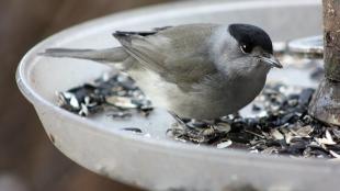 European Blackcap - a warbler 