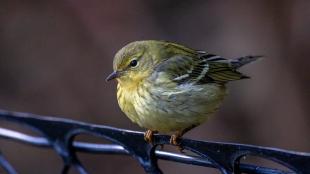 A small very round Blackpoll Warbler perches on a fence and displays its fall plumage of olive-yellow body and black-aand-white wings.