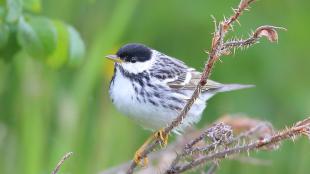 Blackpoll Warbler