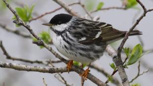 Blackpoll Warbler