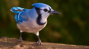 Blue Jay perched on log, looking to its left