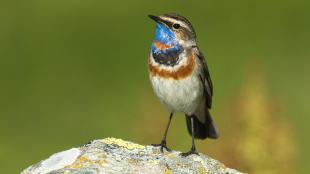 Bluethroat perched on a rock