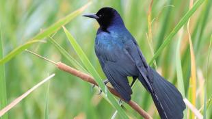 A Boat-tailed Grackle showing its dark iridescent plumage and long broad tail. The bird is perched on a cat tail plant with greenery in the background. 