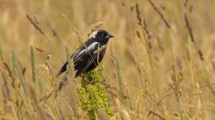 A male Bobolink bird perches on plants in a golden grassy field