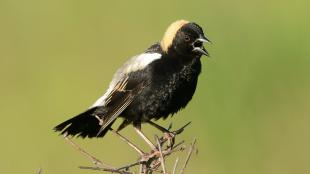 A male Bobolink singing in the sunshine