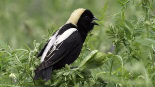 Bobolink