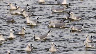 Bonaparte's Gulls feeding