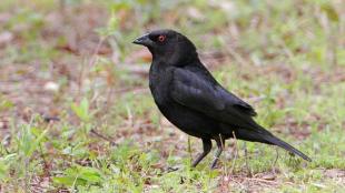 Bronzed Cowbird