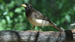 A juvenile Brown Jay