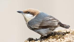 Brown-headed Nuthatch perched on a log, seen in left profile