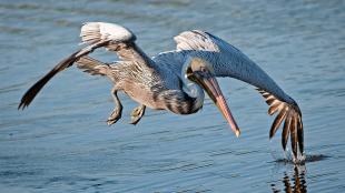 Brown Pelican flying right above the water's surface, left wing tip touching the water.